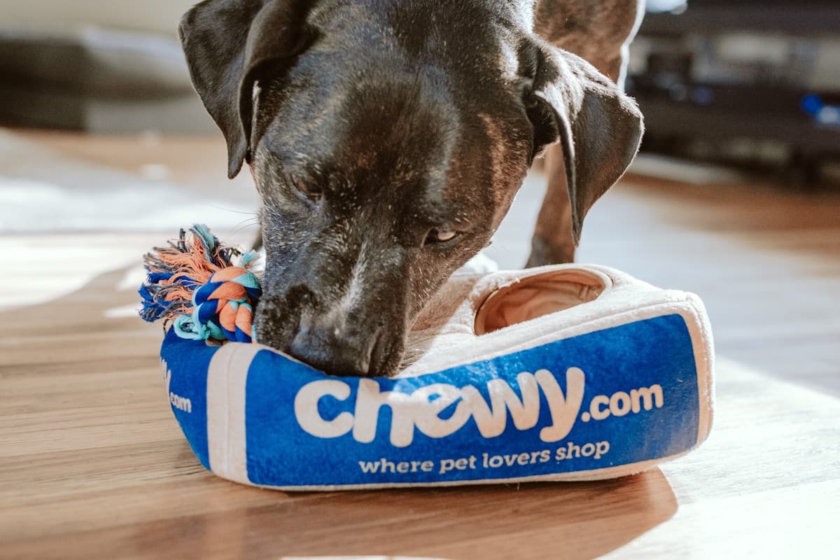 Гостиницы и пансионаты для животных